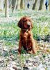 Irish Red Setter Hund