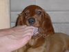 Irish Red Setter Hund