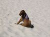 Irish Red Setter Hund