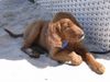 Irish Red Setter Hund