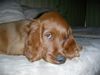 Irish Red Setter Hund