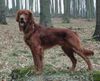 Irish Red Setter Hund