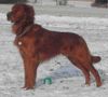 Irish Red Setter Hund