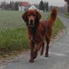 Irish Red Setter Hund