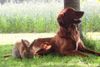 Irish Red Setter Hund