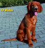 Irish Red Setter Hund