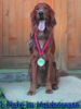 Irish Red Setter Hund