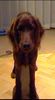 Irish Red Setter Hund