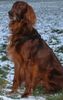 Irish Red Setter Hund