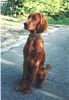 Irish Red Setter Hund