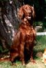 Irish Red Setter Hund