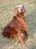 Irish Red Setter Hund