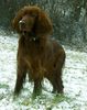 Irish Red Setter Hund