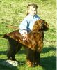 Irish Red Setter Hund