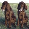 Irish Red Setter Hund