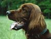 Irish Red Setter Hund