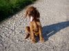 Irish Red Setter Hund