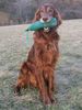 Irish Red Setter Hund