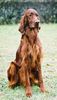 Irish Red Setter Hund