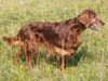 Irish Red Setter Hund