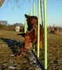 Irish Red Setter Hund