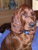 Irish Red Setter Hund