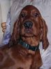 Irish Red Setter Hund