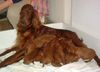 Irish Red Setter Hund