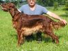 Irish Red Setter Hund