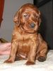 Irish Red Setter Hund