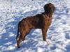 Irish Red Setter Hund