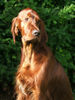 Irish Red Setter Hund