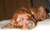 Irish Red Setter Hund