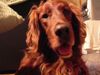 Irish Red Setter Hund