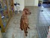 Irish Red Setter Hund