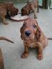 Irish Red Setter Hund