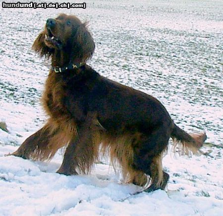 Irish Red Setter Ariella vom Talismann