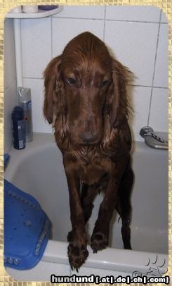 Irish Red Setter Candy