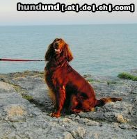 Irish Red Setter Ariella vom Talismann