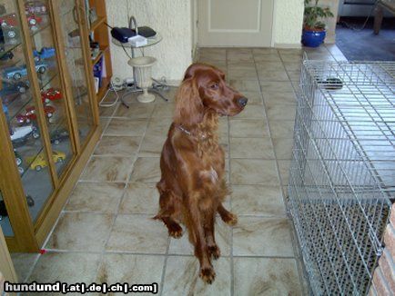 Irish Red Setter My dog