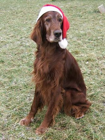 Irish Red Setter  Weihnachtssetter Harry und Lord