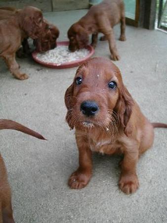 Irish Red Setter Sweetie