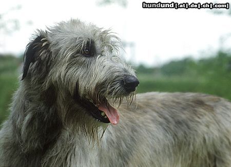 Irish Wolfhound Irish Wolfhound Rüde