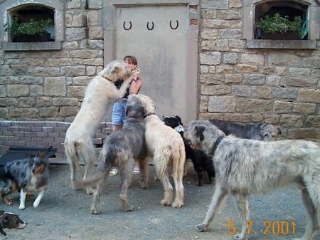 Irish Wolfhound Hast du nicht noch etwas Leckeres für uns?