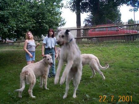 Irish Wolfhound Na, wer kann denn am höchsten springen???