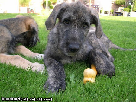 Irish Wolfhound Aidan  10 Wochen alt