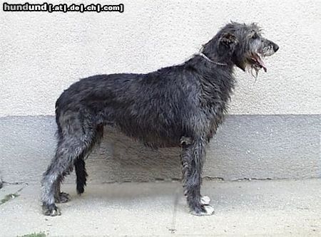 Irish Wolfhound