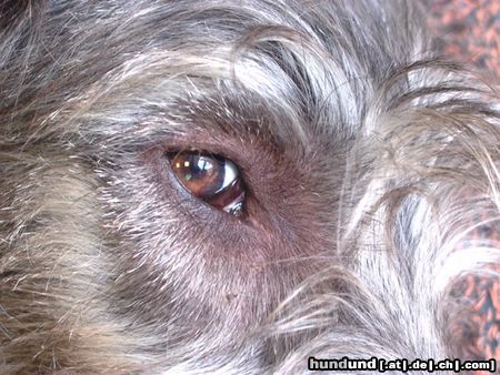 Irish Wolfhound Augenblick