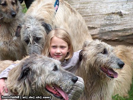 Irish Wolfhound IWC-Treffen