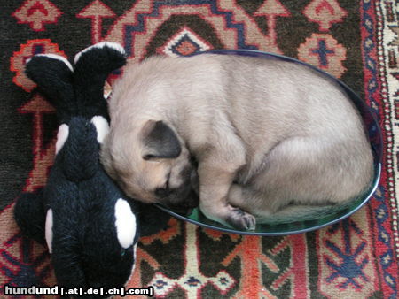 Irish Wolfhound schlafen...